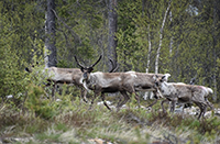 Rondje Scandinavie - Kolbackens Camping